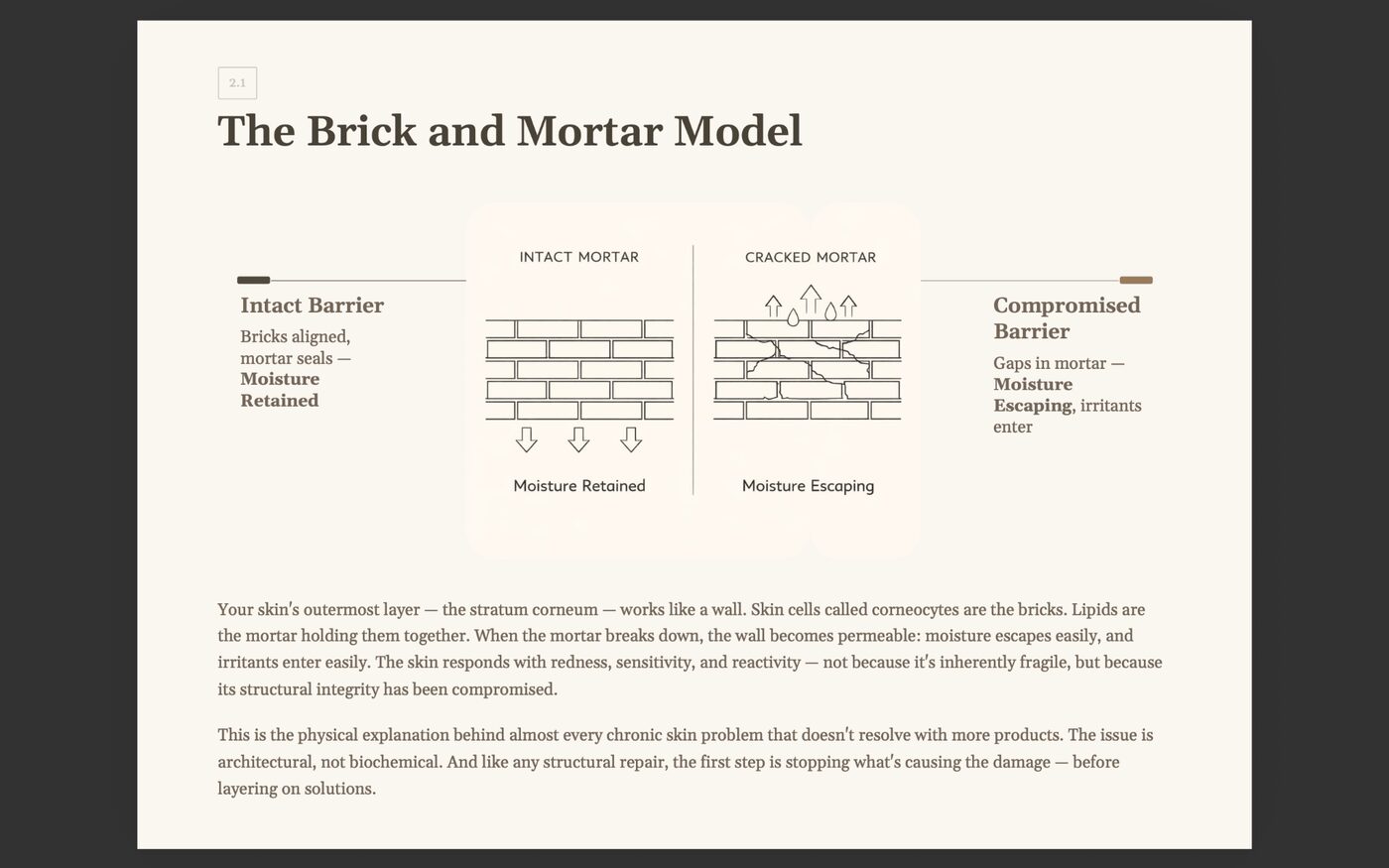 The Brick and Mortar diagram — preview of an interior page from The Skin Longevity Protocol